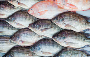 Reconsideration Allowed: Allegation of Sale of Tilapia Deemed Insufficiently Supported to Survive Summary Judgment